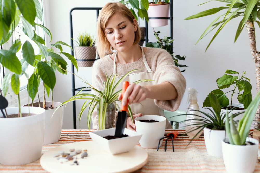 Plante de interior care purifică aerul
