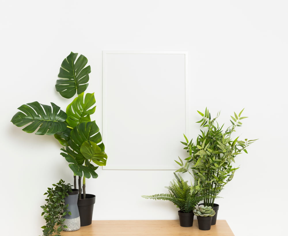 Plantele Feng Shui