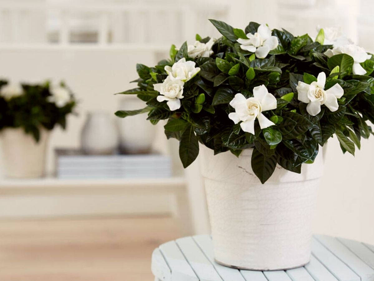 Plante parfumate și decorul casei