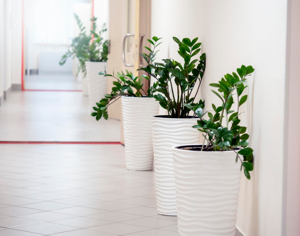Plantele