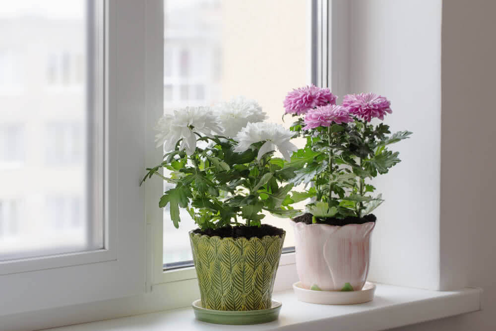 Top 5 plante parfumate