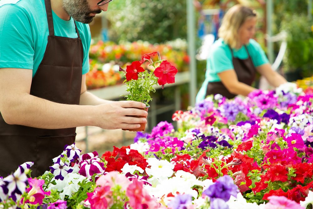Plantați petuniile împreună cu alte flori