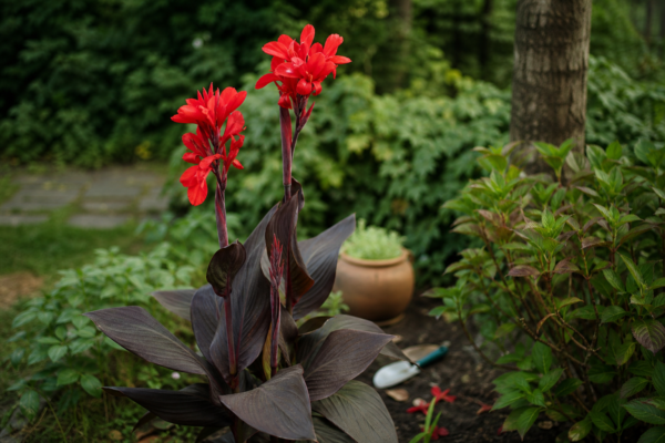 Trestie indiană (Canna indica): ce condiții cere și cum o îngrijești