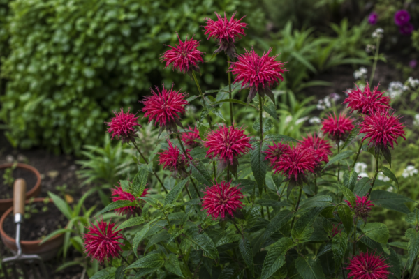 Monarda (Monarda didyma) – ghid practic de plantare și îngrijire