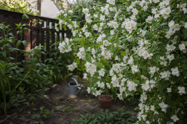 Lămâiță (Philadelphus coronarius) – sfaturi pentru plantare, creștere și întreținere