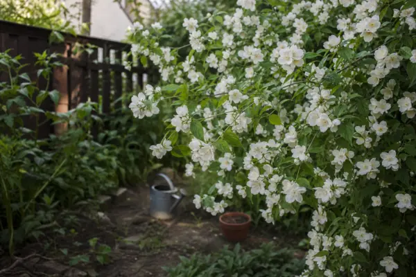 Lămâiță (Philadelphus coronarius) – sfaturi pentru plantare, creștere și întreținere