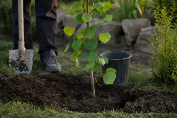 Tei (Tilia cordata) – tot ce trebuie să știi despre plantare și îngrijire