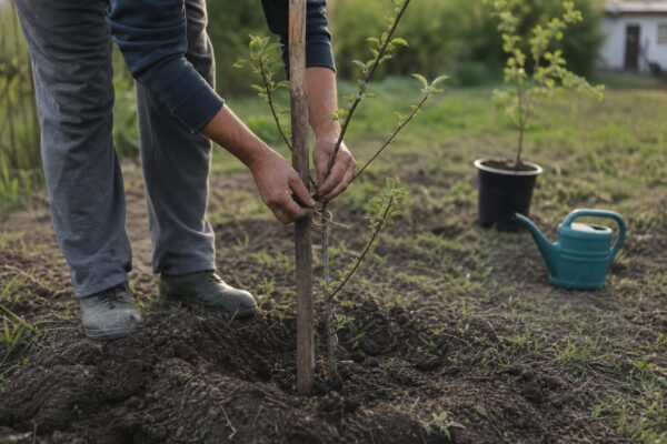 Măr (Malus domestica): cum se plantează și cum se îngrijește corect