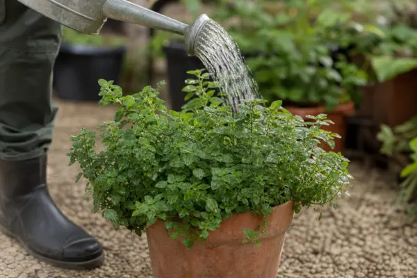 Oregano (Origanum vulgare) – plantare, udare și întreținere