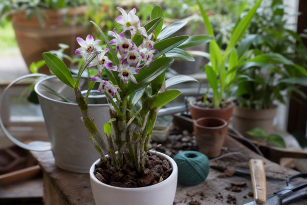 Orhideea Dendrobium (Dendrobium nobile) – plantare, îngrijire și greșeli de evitat