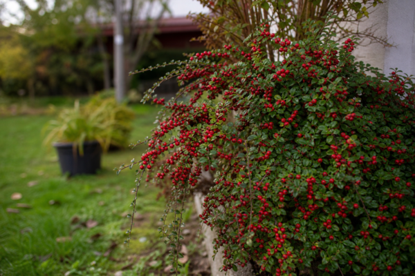 Bârcoace (Cotoneaster horizontalis) – ghid complet de cultivare și îngrijire