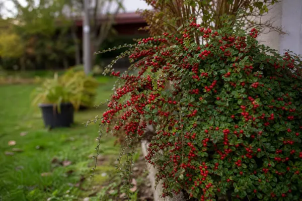 Bârcoace (Cotoneaster horizontalis) – ghid complet de cultivare și îngrijire