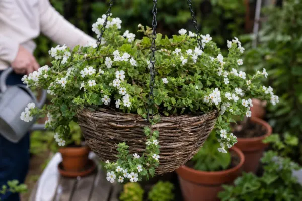Bacopa (Sutera cordata) – condiții de creștere, plantare și îngrijire