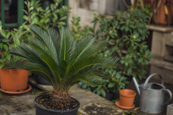 Cycas (Cycas revoluta) – ghid complet de cultivare și îngrijire