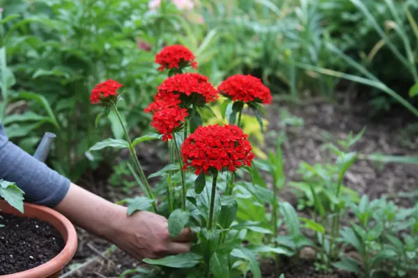 Opaiță (Lychnis chalcedonica) – plantare, udare și întreținere