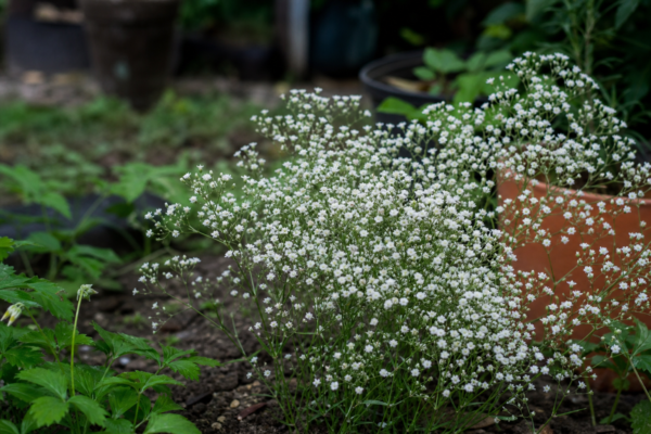 Floarea miresei (Gypsophila paniculata) – sfaturi pentru plantare, creștere și întreținere