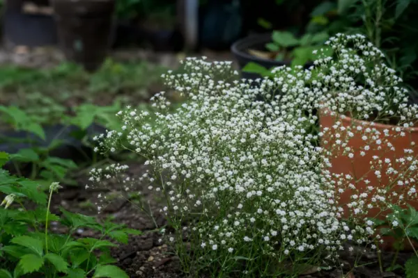 Floarea miresei (Gypsophila paniculata) – sfaturi pentru plantare, creștere și întreținere