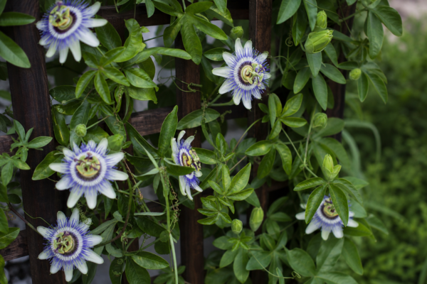 Passiflora (Passiflora caerulea): cum se plantează și cum se îngrijește