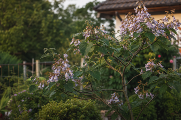 Paulownia tomentosa: ce condiții cere și cum o îngrijești