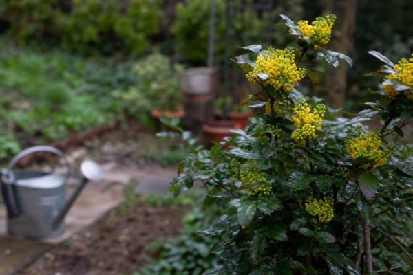 Mahonia (Mahonia aquifolium) – ghid practic de plantare și îngrijire
