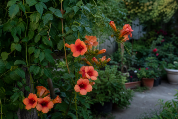 Trâmbița (Campsis radicans) – plantare, udare și întreținere