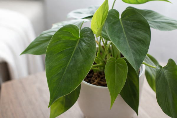 Filodendronul (Philodendron scandens): cum se plantează și cum se îngrijește corect