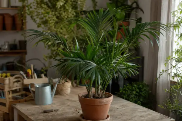 Palmier kentia (Howea forsteriana) – plantare, îngrijire și greșeli de evitat
