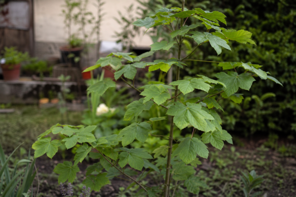 Paltin de câmp (Acer platanoides) – sfaturi pentru plantare, creștere și întreținere