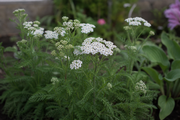 Coada șoricelului (Achillea millefolium) – tot ce trebuie să știi despre plantare și îngrijire