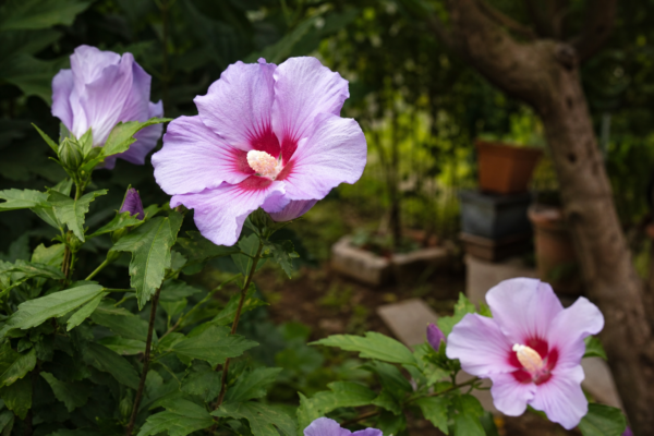 Hibiscus de grădină (Hibiscus syriacus) – sfaturi pentru plantare, creștere și întreținere