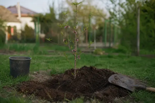 Piersic (Prunus persica) – plantare și îngrijire pas cu pas