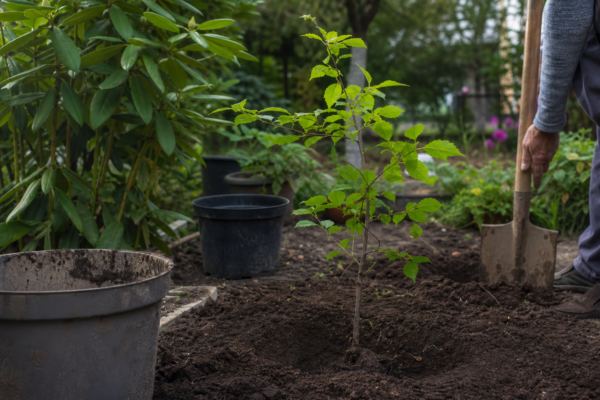 Ulm (Ulmus minor) – plantare și îngrijire pas cu pas