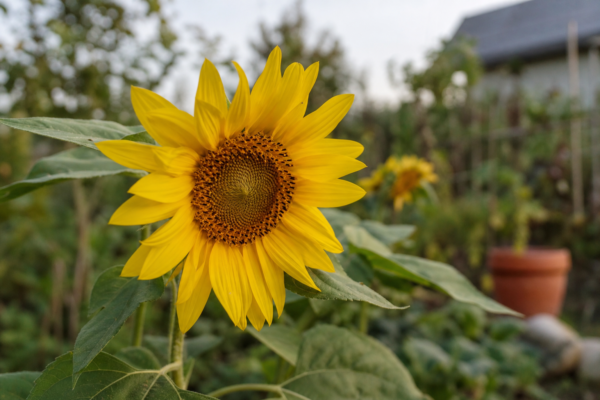 Floarea-soarelui (Helianthus annuus) – sfaturi de plantare și îngrijire