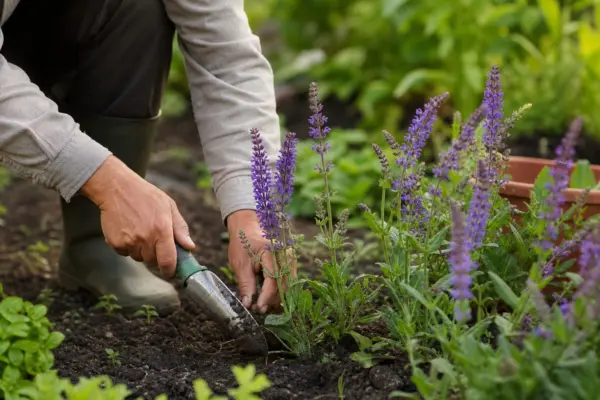 Salvia de grădină (Salvia nemorosa) – condiții de creștere, plantare și îngrijire