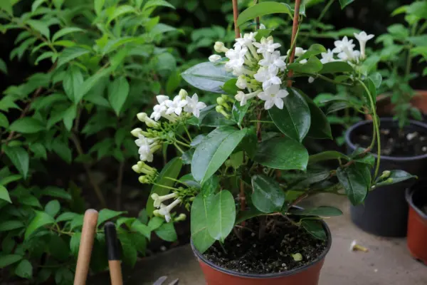 Stephanotis (Stephanotis floribunda) – tot ce trebuie să știi despre plantare și îngrijire