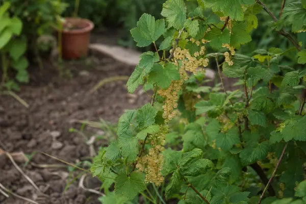 Coacăz alb (Ribes rubrum) – plantare, udare și întreținere