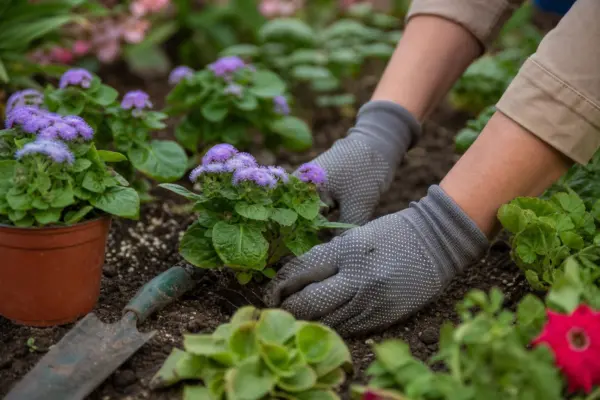Ageratum (Ageratum houstonianum) – ghid practic de plantare și îngrijire