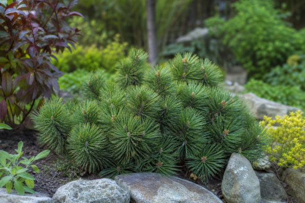 Jneapăn (Pinus mugo) – de la plantare la întreținerea de zi cu zi