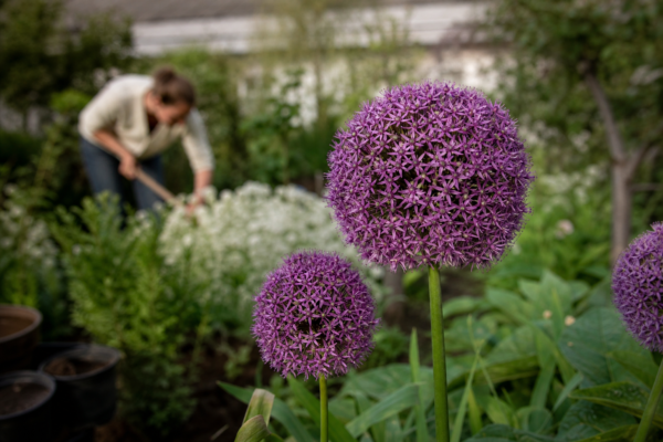 Allium ornamental (Allium giganteum) – ghid complet de cultivare și îngrijire