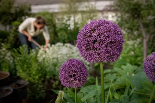 Allium ornamental (Allium giganteum) – ghid complet de cultivare și îngrijire