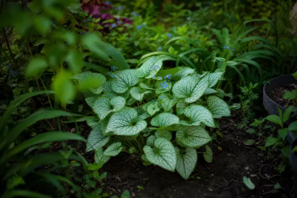 Brunnera macrophylla: cum se plantează și cum se îngrijește corect