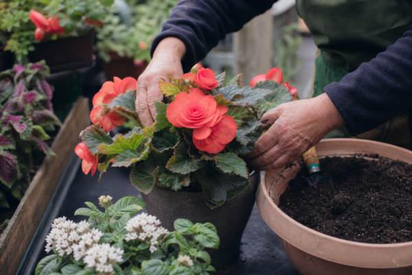 Begonie tuberoasă (Begonia tuberhybrida) – sfaturi pentru plantare, creștere și întreținere