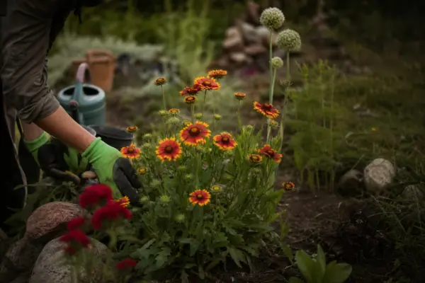Gaillardia aristata – condiții de creștere, plantare și îngrijire