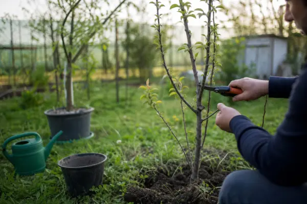 Cireș (Prunus avium) – de la plantare la întreținerea de zi cu zi