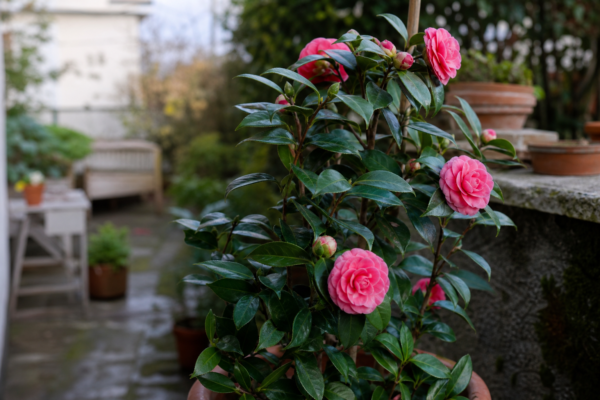 Camelia (Camellia japonica) – condiții de creștere, plantare și îngrijire