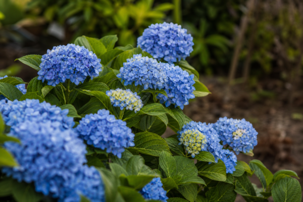 Hortensia (Hydrangea macrophylla): cum se plantează și cum se îngrijește