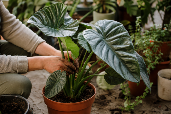 Urechea elefantului (Alocasia amazonica) – de la plantare la întreținerea de zi cu zi