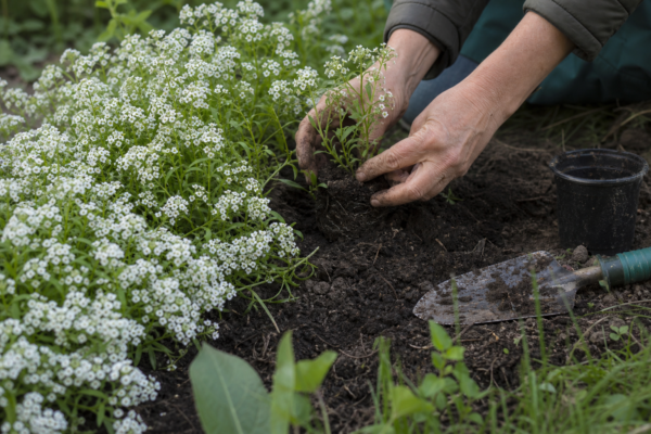 Ciucușoară (Lobularia maritima) – plantare și îngrijire pas cu pas