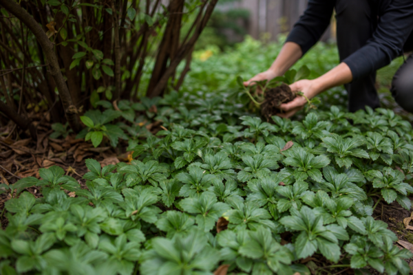 Pachysandra terminalis – condiții de creștere, plantare și îngrijire