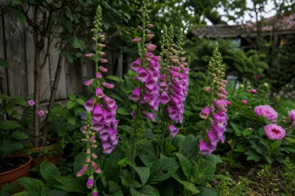Degetarul (Digitalis purpurea) – de la plantare la întreținerea de zi cu zi